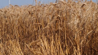 Перспективите за новата зърнена реколта в ЕС се влошават