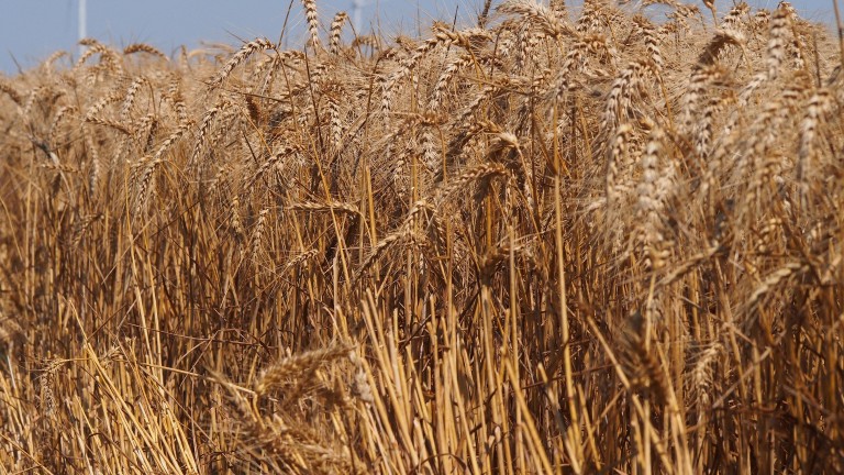 Цената на пшеницата скочи рязко, след като Индия забрани износа