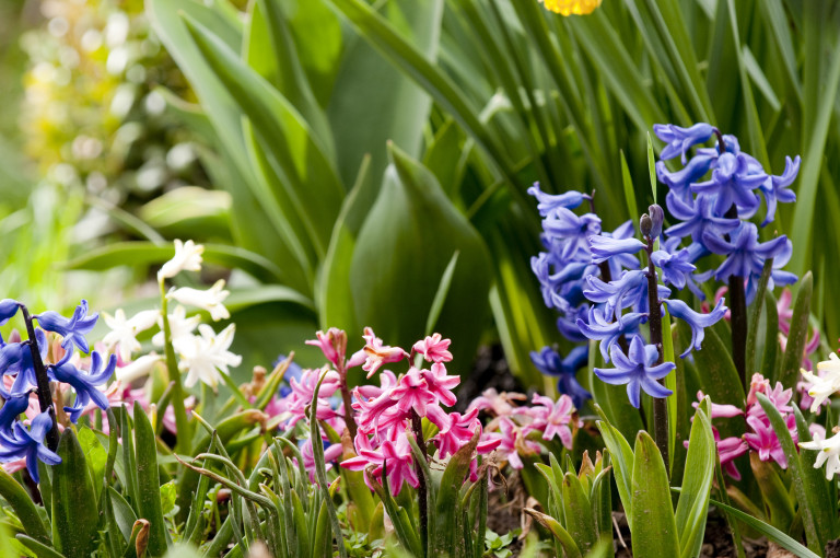Прецъфтелите цветове се премахват