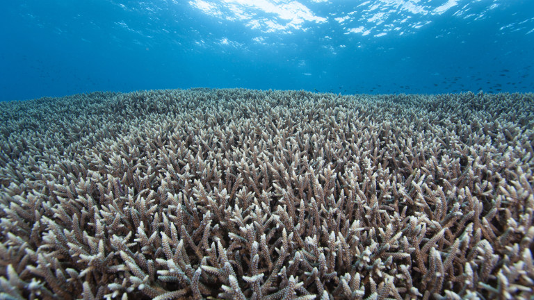 75% от рифовете по света са афектирани към момента