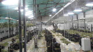Откриха наркооранжерия във Варна