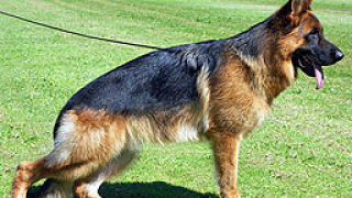 Кучета охраняват Приморския парк в Бургас