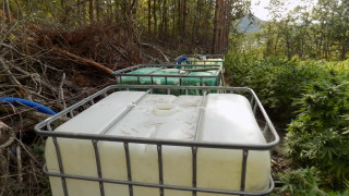 Нива с около 5400 растения марихуана е открита в близост