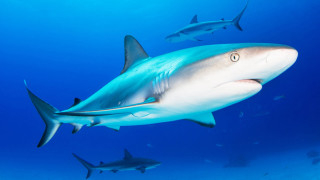 Нападенията от акули са редки малко вероятно е да срещнем