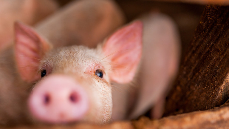Африканската чума по свинете достигна и до Южна Корея