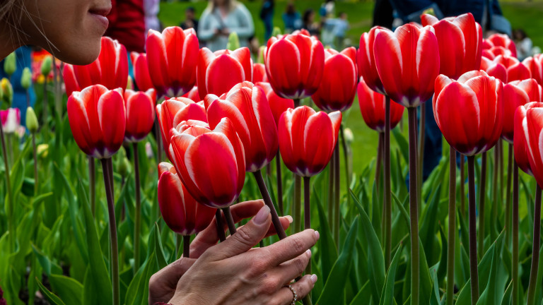Култът към лалето - 6 фестивала в чест на пролетното цвете по света