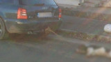 Спасиха куче, влачено от кола в Бузовград