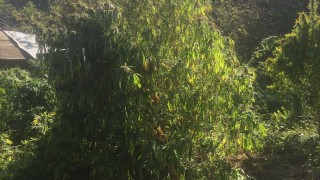 Арестувани са трима мъже в къща в село Владиславци при