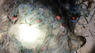 Инспектори от Изпълнителната агенция по рибарство и аквакултури ИАРА извършиха