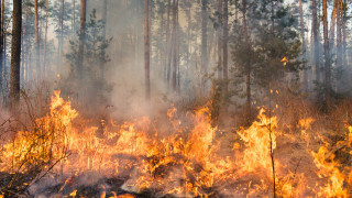 Голям пожар бушува в американския щат Ню Мексико Огънят пламна