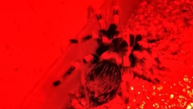 Изображение 742653