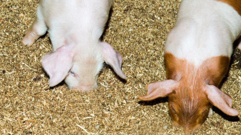 Въпреки намалелия брой свине, Китай все още има нужда от соя
