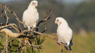 Десетки птици са загинали и "падат от небето" при подозрение за отравяне в Австралия