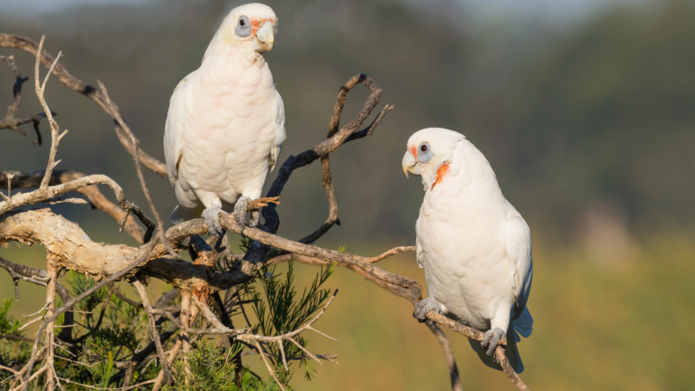 Десетки птици са загинали и "падат от небето" при подозрение за отравяне в Австралия