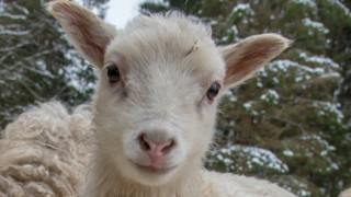 Драстично намалели овцете в България за последните 20 години