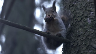Днес до обяд ще бъде предимно облачно на много места
