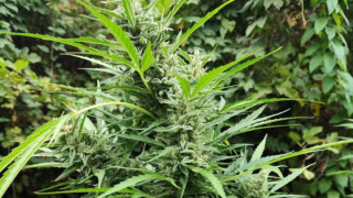 64 килограма канабис и доза кокаин са иззети при специализирана