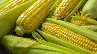 Тази година поради голямата суша реколтата от царевица у нас