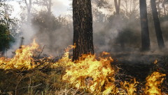 Пожар гори в Плевенско