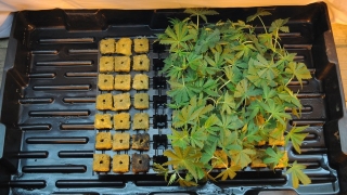 Арестуваха двама мъже във варненското село Кичево за разпространение на