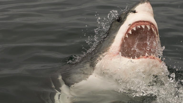 Как да се спасим от челюстите на акула 