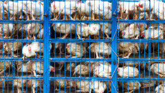 Близо 90% от българите са против отглеждане на кокошки в клетки