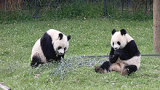 Популацията от гигантски панди в Китай се е увеличила със 17 % 