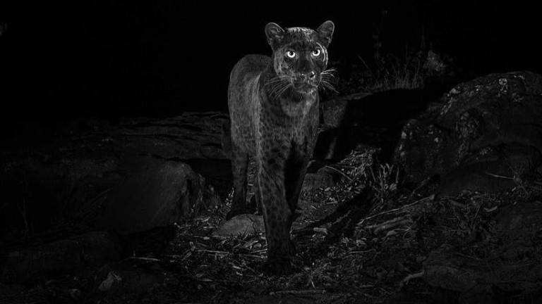 Мистерията около черния леопард, който не е сниман повече от век