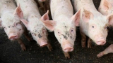 Африканска свинска чума се е разпространила в Северозападна Русия