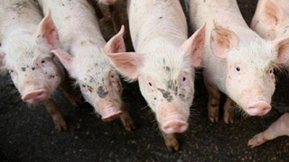 362 животновъди подписват анекси за хуманно отношение към свине и птици