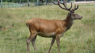 Зърнопроизводителите от Североизточна България си намериха нов враг в лицето