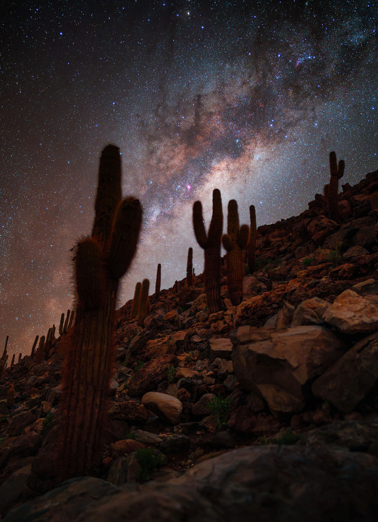 Долината на кактусите в пустинята Атакама, Чили