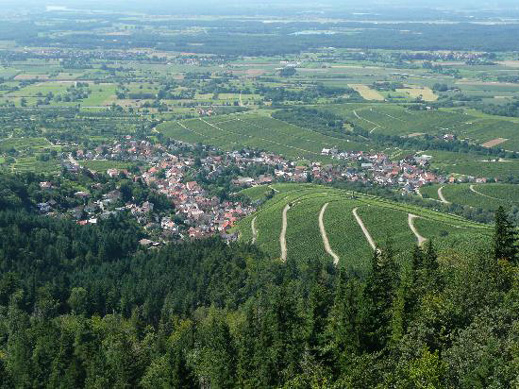 Вината на Баден-Баден