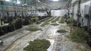 Разбиха мащабна лаборатория за марихуана в Русенско съобщават от полицията