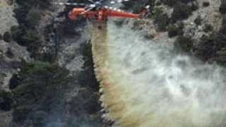 Гърция възражда унищожени от пожарите гори