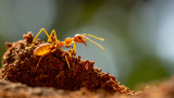 Мравки и новото изследване, което показва броят им в световен мащаб