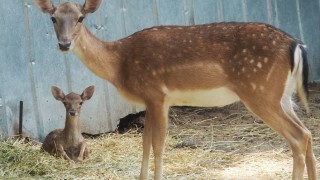 Родиха се две лопатарчета в разградския зоопарк