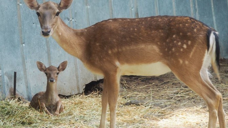 Родиха се два елена- лопатрчета в разградския зоопарк. Това са
