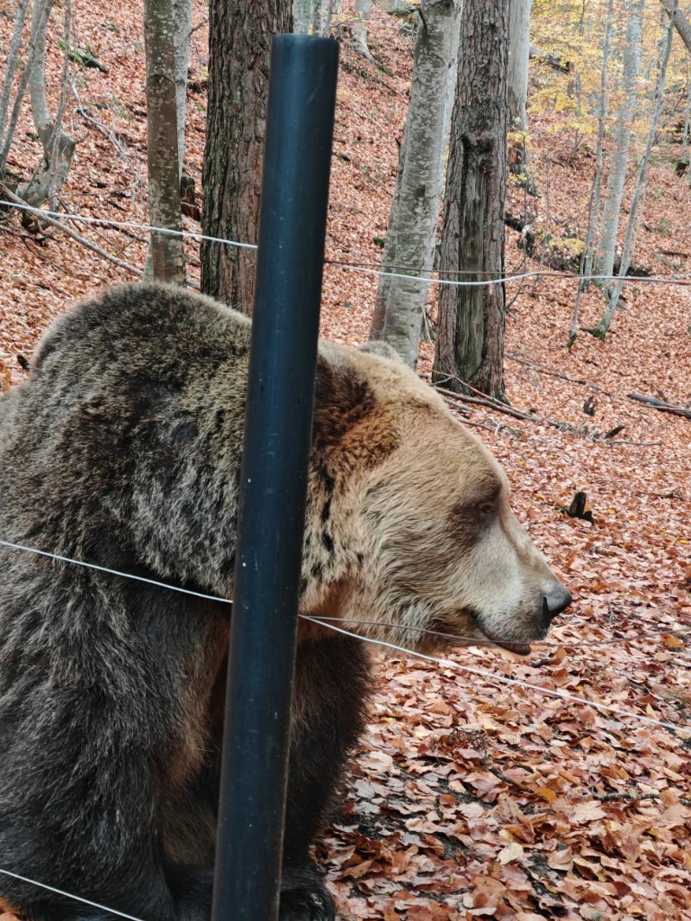 Един от обитателите на парка
