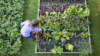 Август може да изглежда като месец неподходящ за садене но