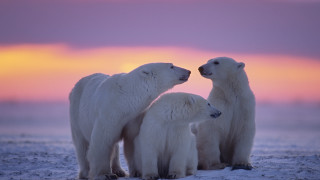 Климатичните промени водят до изчезване на белите мечки Това показва