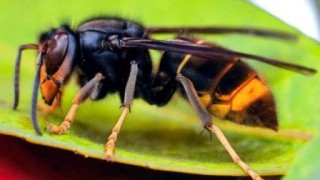 Стършели от Китай тормозят Франция бият тревога местни медии Става