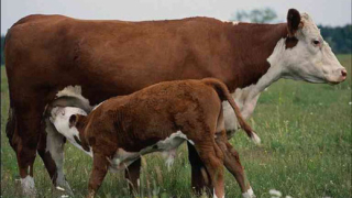 90% от производителите на мляко в Смолянско са 3 категория