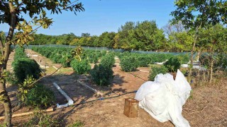 Нива с марихуана за 1 млн. лв. откри полицията край Поморие