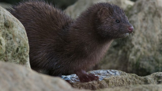 Вегани плашат с опасностите от отглеждането на американска норка