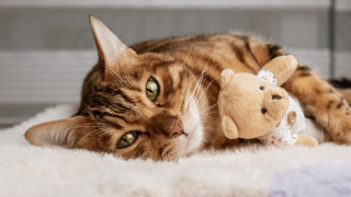 От векове котките са смятани за мистични създания и дори днес когато