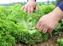 Внимание, горчи и киселее! 