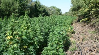 Откриха голяма нива с марихуана в Бургаско