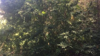 Полицаи откриха 80 кг марихуана в къща в Шумен собственост