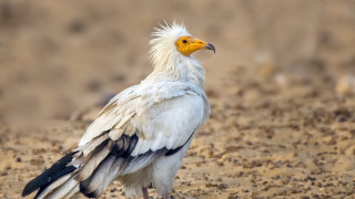 Отровиха женски египетски лешояд в района на село Храстово община